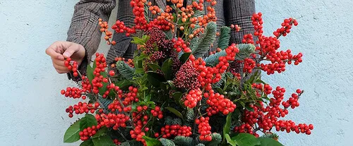 Decora con ilex esta Navidad