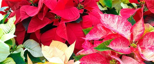 5 ideas para decorar tu hogar en Navidad