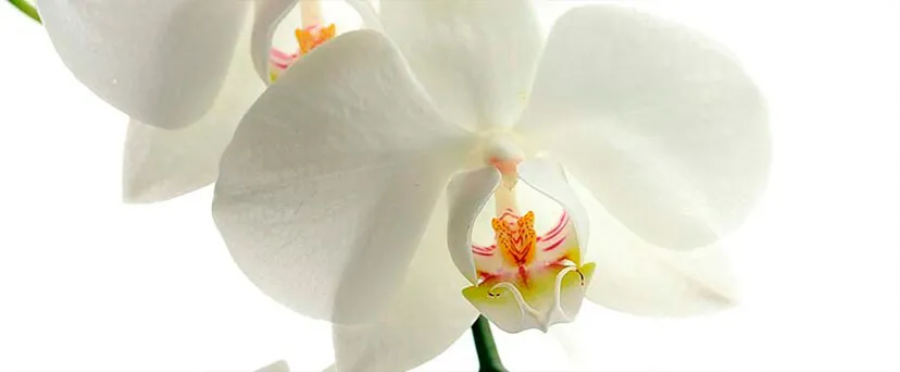 Decoración minimalista con orquídeas
