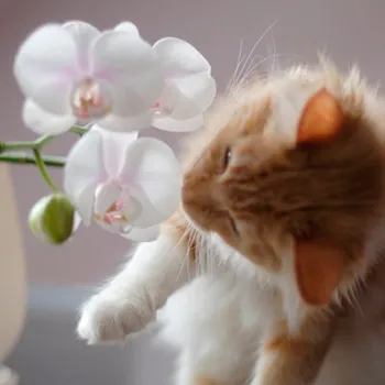 una flor de orquidea blanca con un gato