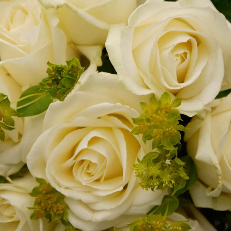 detalle de los petalos de una rosa blanca avalanche