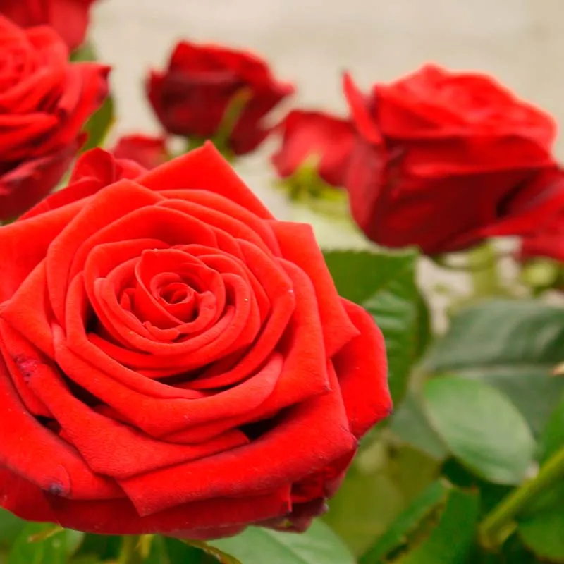 petales de varias rosas rojas red naomi