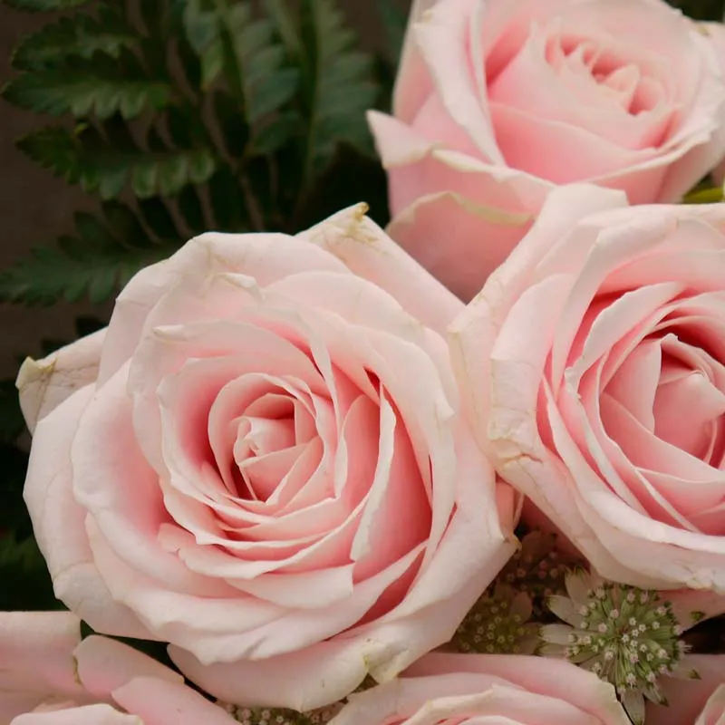 detalle de petales de una rosa rosa sweet avalanche