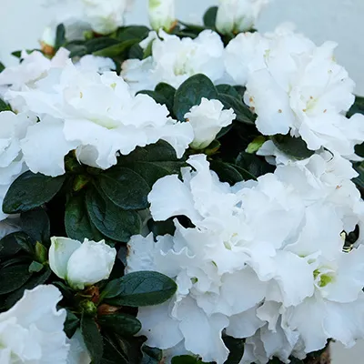 detalle de petales de azaleas blancas