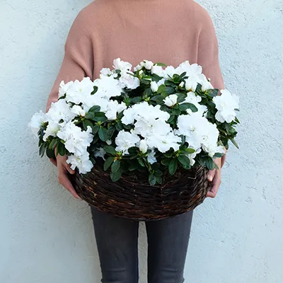 una cesta marron con azaleas en planta blancas