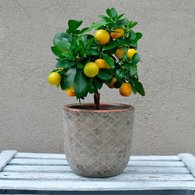 un naranjo pequeño con varias naranjas pequeñas