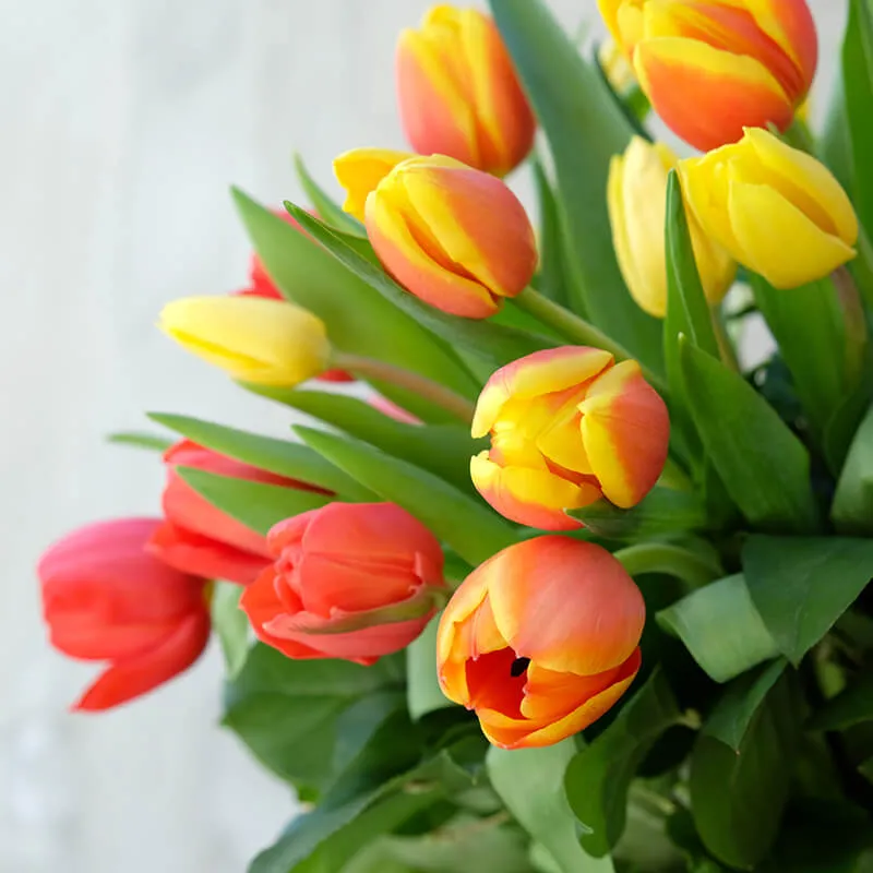 detalle de un ramo de tulipanes rojos y amarillos