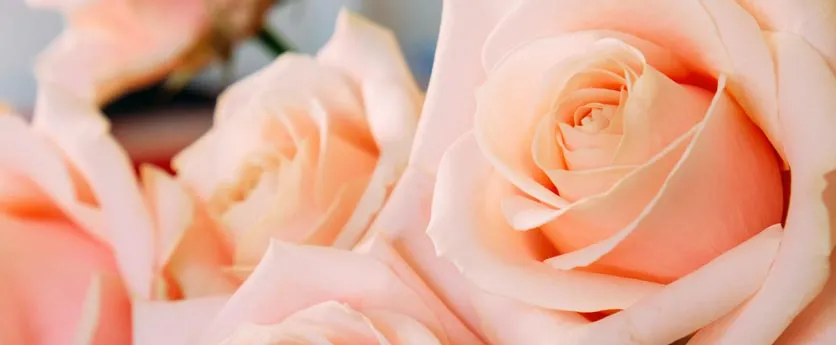 detalles de varias rosas de color rosa con petalos
