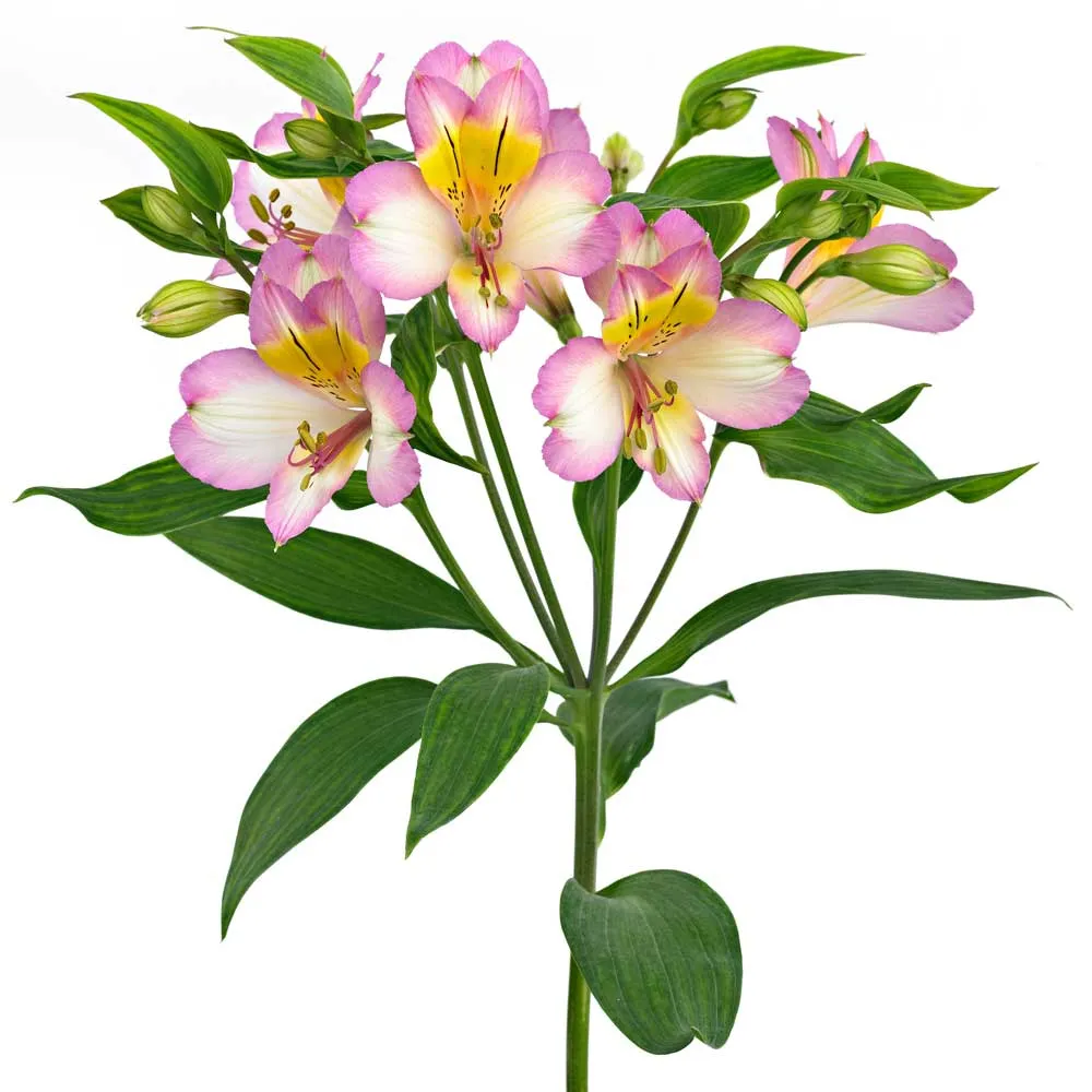 detalle de un dibujo de la flor de astromelia en rosa y amarillo