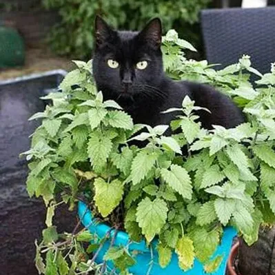 un gato en una planta de menta gatuno
