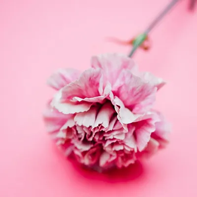 un tallo de clavel rosa y blanco de la variedad antique