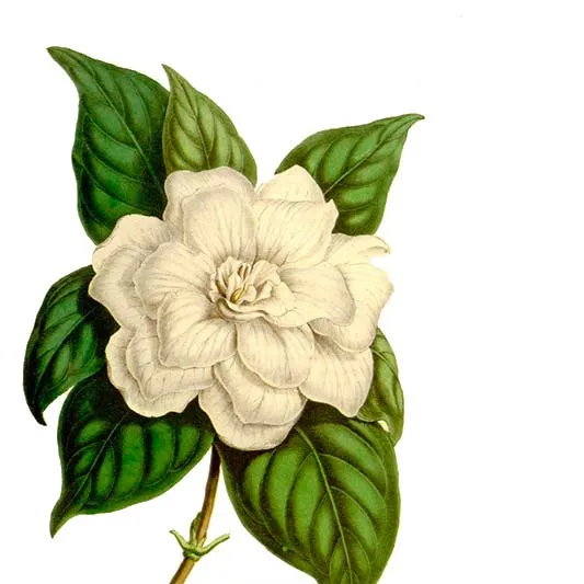 un dibujo de una gardenia blanca