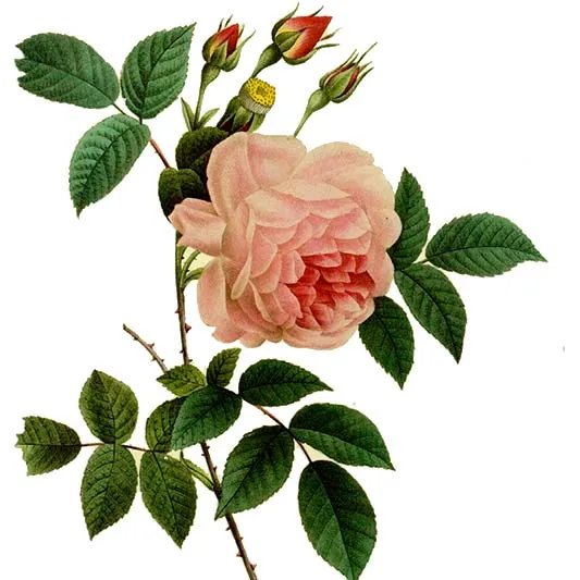 una rosa de jardin con petalos rosa