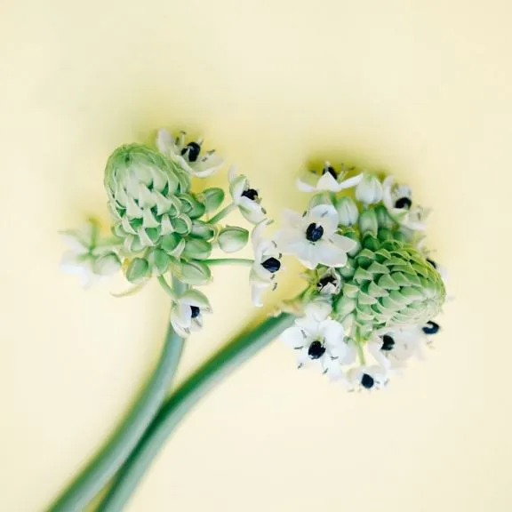 flores ornitogalum