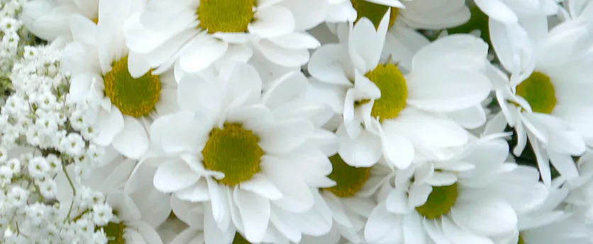 ramo de margaritas blancas con detalles de paniculata blanca