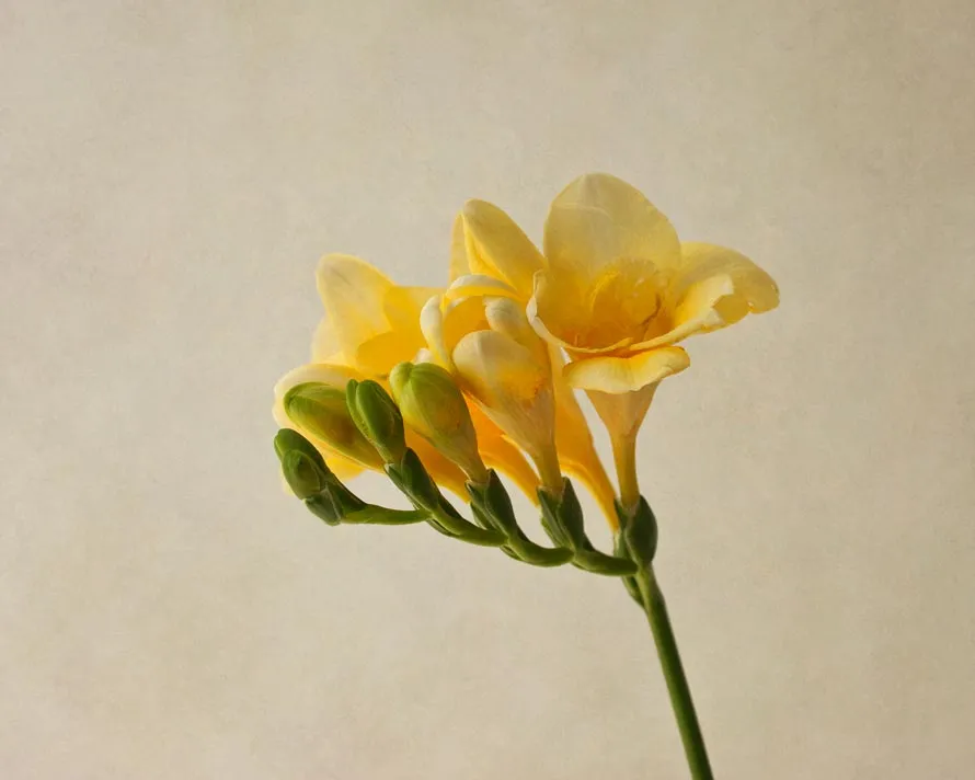 un tallo de flor de freesia amarilla