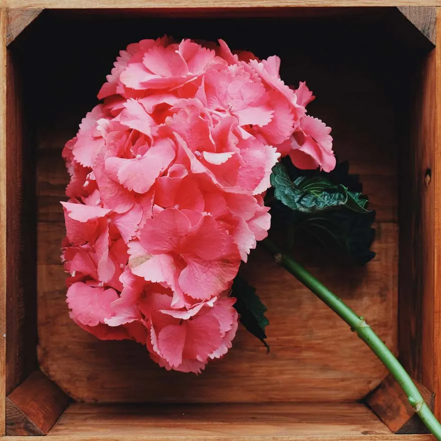 una hortensia rosa en una caja de madera