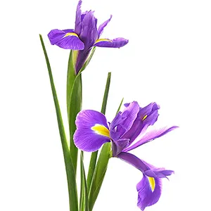 flores de iris cortados abriendose