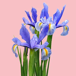 flores de iris moradas con detalles amarillos