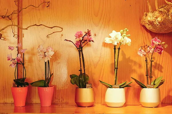diferentes orquideas rosa y blanca con macetas de diferentes colores