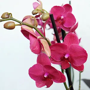 detalle de la flor de orquidea phalaenopsis de color morado