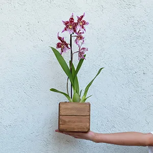 orquidea morada cambria en una caja de madera
