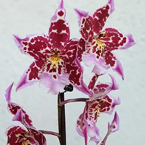 orquidea morada con detalles amarillos y violetas