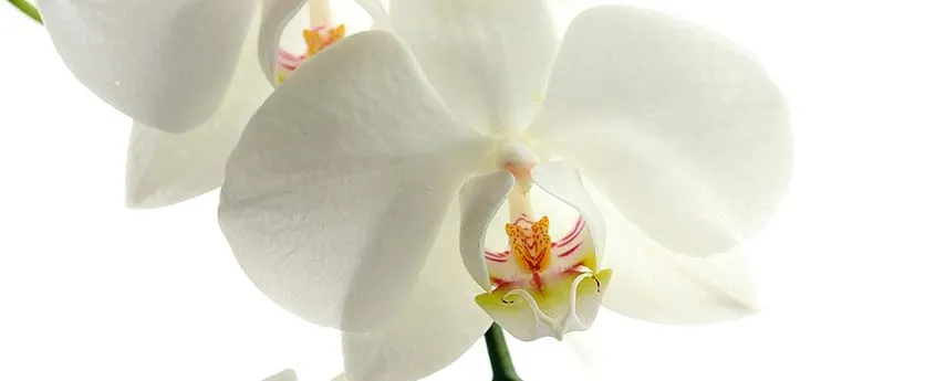 detalle de una flor de orquidea phalaenopsis blanca con centro amarillo
