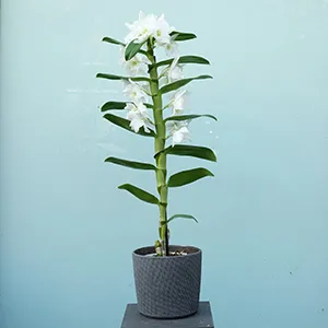 planta de una orquidea de dendrobium con una maceta gris