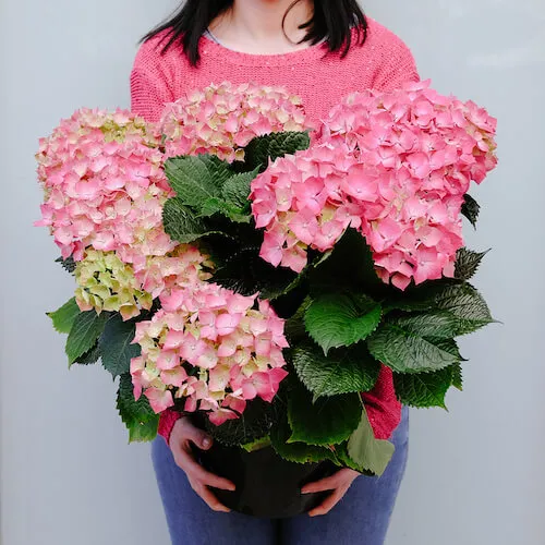 una chica en rosa con una planta de hortensia rosa
