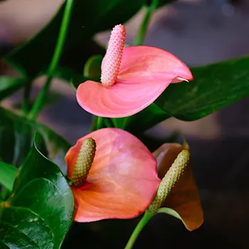 flores de un anturium rosa en planta