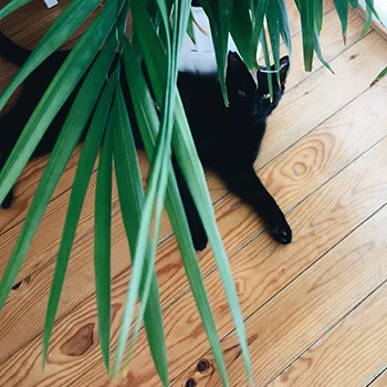 detalle de las puntas de una palmera con un gato negro
