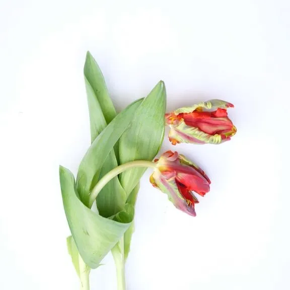 weekly blooms 13 tulipan