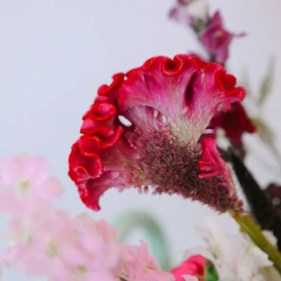 weekly blooms 28 celosia