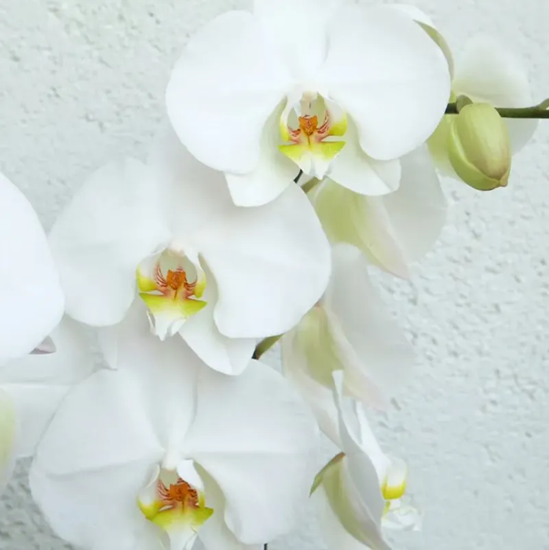 Flor de orquidea blanca
