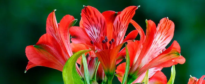 varias flores de astromelia roja