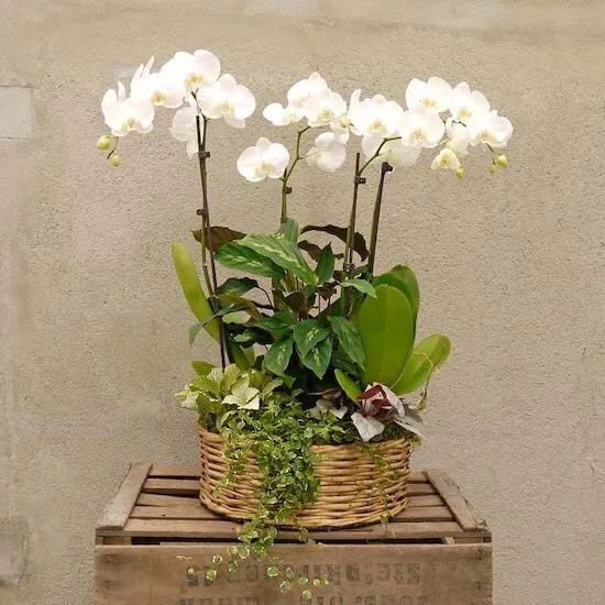 cesta de orquideas de lujo con phalaenopsis blancas