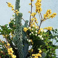 centro de navidad con ilex y hipercum blanco