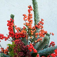 detalle de pinsapo con ilex y skimmia rojo