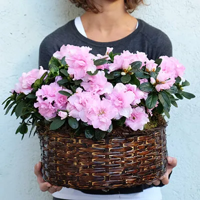 cesta marron con plantas de azaleas rosa