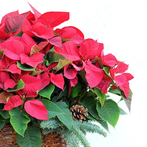 planta de poinsettia con hojas rojas