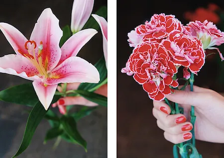 detalles de un lilium rosa y clavel en colores rojos