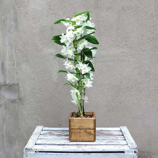 una orquidea dendrobium blanco en caja de madera