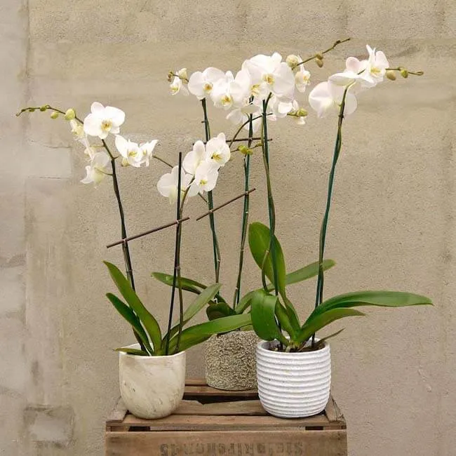 varias orquideas blancas con diferentes ceramicas