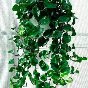 detalle de una planta verde de filodendro de la variedad hoja de corazon