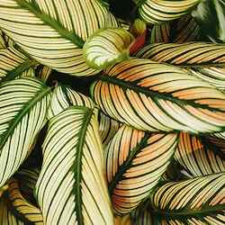 varias hojas de una planta en colores verdes y crema