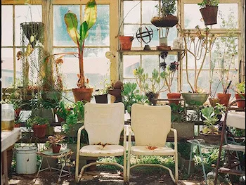 invernadero viejo con plantas y sillas blancas