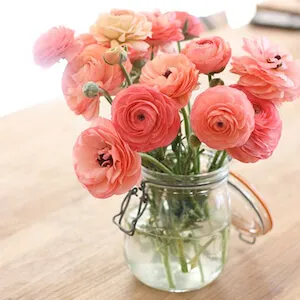 anemonas color rosa en jarron