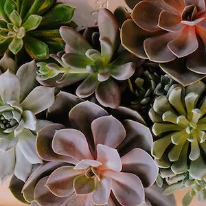 detalle de varias plantas de echeveria de diferentes colores