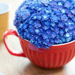 una hortensia pompom azul en una taza de cafe